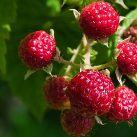 malini-unsplash_280x280_crop_478b24840a