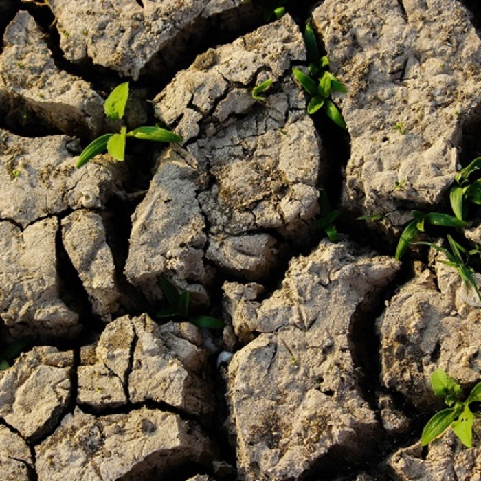 pochva-unsplash_700x700_crop_478b24840a