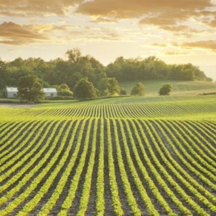 globalnite-pazari-na-hrani_700x700_crop_478b24840a